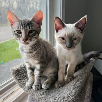Domestic Short Hair Cats Available for Adoption - Jax | PetCurious