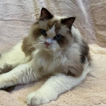 IVHS-Stray-139609 -  Ragdoll Cat for Adoption in San Gabriel, California - IVHS-Stray-139609 | PetCurious