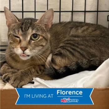 Oyster -  Domestic Short Hair Cat for Adoption in Cincinnati, Ohio - Oyster | PetCurious