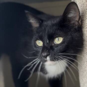 Professor -  Domestic Short Hair Cat for Adoption in Independence, Kansas - Professor | PetCurious