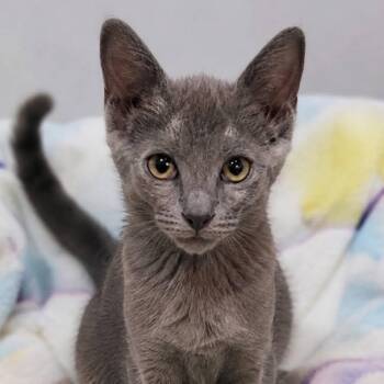 Winky -  Domestic Short Hair Cat for Adoption in San Tan Valley, Arizona - Winky | PetCurious