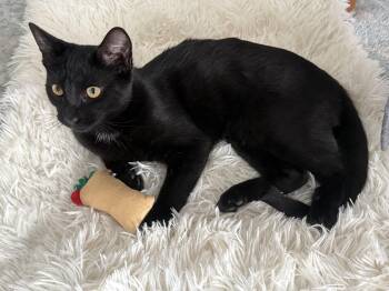 Rosalie -  Domestic Short Hair Cat for Adoption in Lemoyne, Pennsylvania - Rosalie | PetCurious