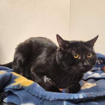 Domestic Short Hair Cats Available for Adoption - Koda | PetCurious