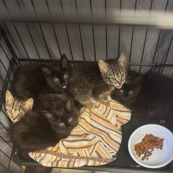 Spicey _3 -  Domestic Medium Hair Cat for Adoption in Springboro, Ohio - Spicey _3 | PetCurious