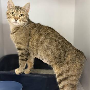 Cheerios -  Domestic Short Hair Cat for Adoption in Columbia, South Carolina - Cheerios | PetCurious
