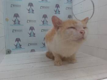 FORTUNATO -  Domestic Short Hair Cat for Adoption in Orlando, Florida - FORTUNATO | PetCurious