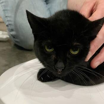 Domestic Short Hair Cats Available for Adoption - Gabby | PetCurious