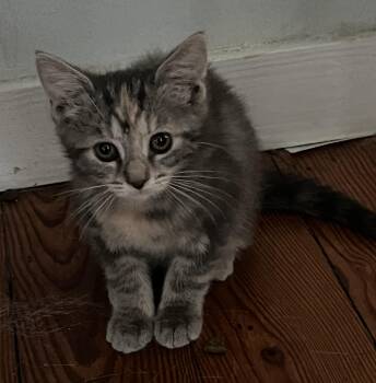 Emma -  Torbie Cat for Adoption in Oriental, North Carolina - Emma | PetCurious