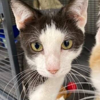 Majik -  Domestic Short Hair Cat for Adoption in Ocean Isle Beach, North Carolina - Majik | PetCurious