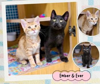 Ember & Ever -  Domestic Short Hair Cat for Adoption in Manhattan, Kansas - Ember & Ever | PetCurious