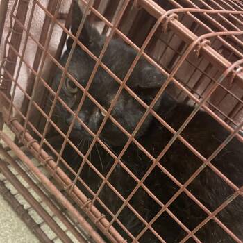 Umberto -  Domestic Short Hair Cat Available for Adoption in Bristol, Indiana - Umberto | PetCurious