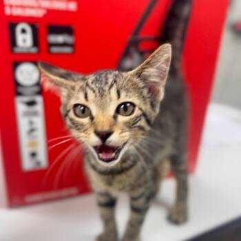 Gunther -  Domestic Short Hair Cat for Adoption in Starkville, Mississippi - Gunther | PetCurious