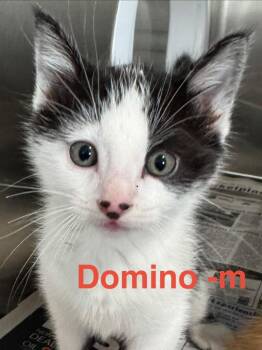 Domestic Short Hair Cats Available for Adoption - Domino 26 | PetCurious