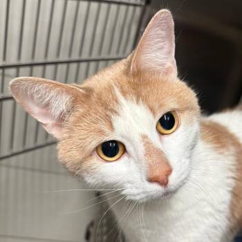 Domestic Short Hair Cats Available for Adoption in Kennebunk, Maine - Baby | PetCurious