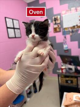 Domestic Short Hair Cats Available for Adoption in Columbus, Indiana - Oven | PetCurious