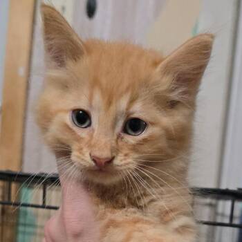 Edmond -  Domestic Long Hair Cat for Adoption in Watertown, New York - Edmond | PetCurious