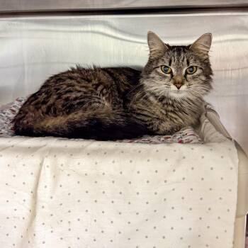 Domestic Medium Hair Cats Available for Adoption in Kennebunk, Maine - Wendy | PetCurious