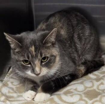 Domestic Short Hair Cats Available for Adoption - Coco | PetCurious