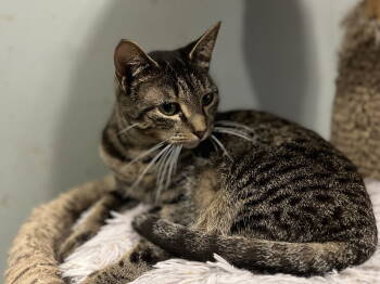 Rescue Tabby Cats for Adoption in Zimmerman, Minnesota - Skye | PetCurious