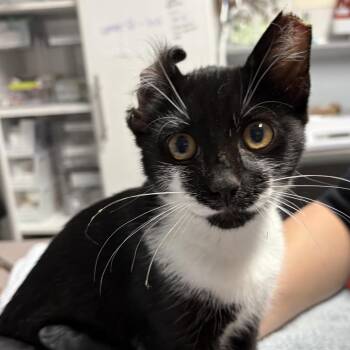 irideamotorcycle -  Domestic Short Hair Cat for Adoption in Durham, North Carolina - Irideamotorcycle | PetCurious