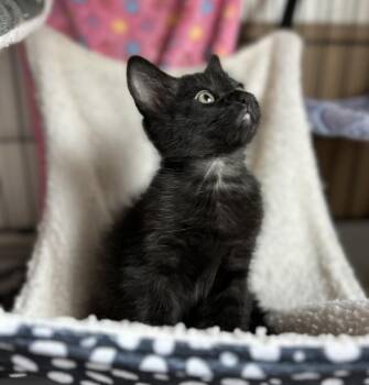 MOONLIGHT* -  Domestic Short Hair Cat for Adoption in Santa Cruz, California - MOONLIGHT* | PetCurious
