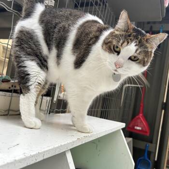 Ireland -  Tabby Cat for Adoption in Maple Ridge, British Columbia - Ireland | PetCurious