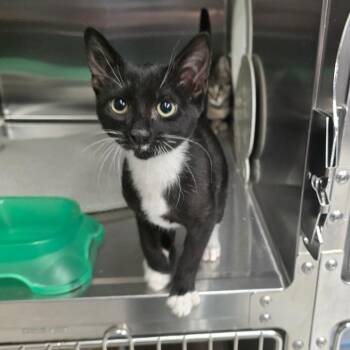 Lance -  Domestic Short Hair Cat for Adoption in Spokane, Washington - Lance | PetCurious