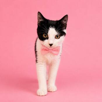 Marilyn -  Domestic Short Hair Cat for Adoption in Binghamton, New York - Marilyn | PetCurious