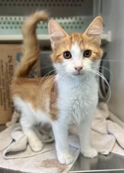 KINDERS -  Domestic Medium Hair Cat for Adoption in Kalamazoo, Michigan - KINDERS | PetCurious