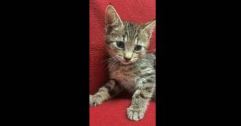 Energy -  Domestic Short Hair and Tabby Cat for Adoption in Virginia Beach, Virginia - Energy | PetCurious