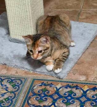 Lalya -  Domestic Short Hair Cat for Adoption in Mount Pleasant, Texas - Lalya | PetCurious