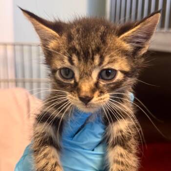 Domestic Short Hair Cats Available for Adoption in Wheeling, Illinois - Ravioli | PetCurious