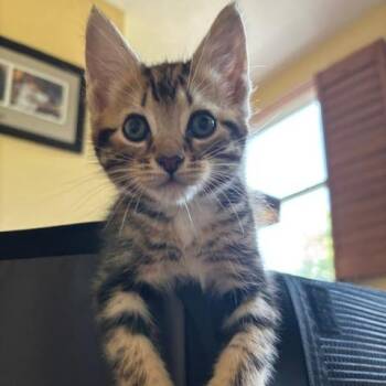 Miso 2 -  Domestic Short Hair Cat for Adoption in Cumming, Georgia - Miso 2 | PetCurious