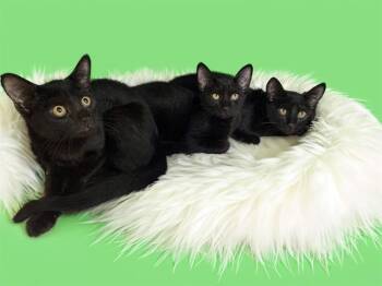 QUINN -  Domestic Short Hair Cat for Adoption in Fort Lauderdale, Florida - QUINN | PetCurious