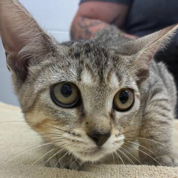 Merida -  Domestic Short Hair Cat for Adoption in Corpus Christi, Texas - Merida | PetCurious