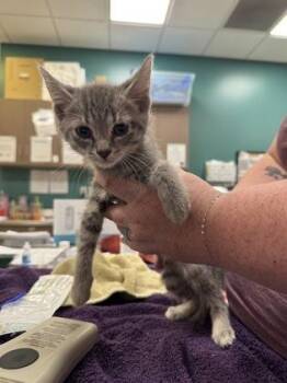 Prince Charming -  Domestic Short Hair Cat for Adoption in Fishers, Indiana - Prince Charming | PetCurious