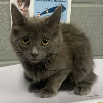 Victoria -  Domestic Medium Hair Cat for Adoption in Allentown, Pennsylvania - Victoria | PetCurious