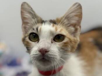 Domestic Short Hair Cats Available for Adoption in Portland, Oregon - Penny | PetCurious