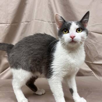 Domestic Short Hair Cats Available for Adoption in Lyndhurst, Virginia - Sabine | PetCurious