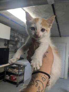 Crouton -  Domestic Short Hair Cat for Adoption in Lock Haven, Pennsylvania - Crouton | PetCurious