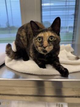 Tomato -  Domestic Short Hair Cat for Adoption in Lafayette, Indiana - Tomato | PetCurious