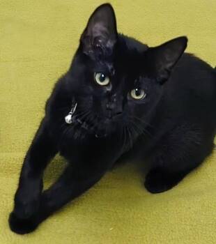 Jillian -  Domestic Short Hair Cat for Adoption in Springfield, Illinois - Jillian | PetCurious