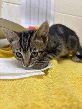 Big Bird -  Domestic Short Hair Cat for Adoption in Santa Rosa, California - Big Bird | PetCurious