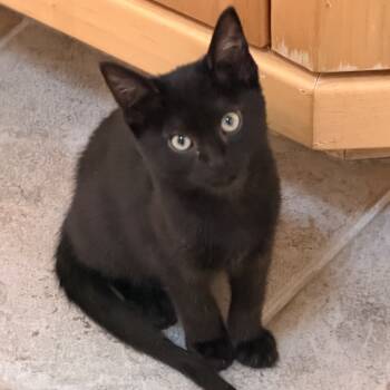 Rescue Domestic Short Hair Cats for Adoption in Cedaredge, Colorado - Sopa | PetCurious