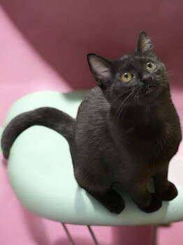 Rescue Domestic Short Hair Cats for Adoption in Champaign, Illinois - Inez | PetCurious