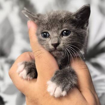 Domestic Medium Hair Cats Available for Adoption in Wahiawa, Hawaii - Circuit | PetCurious