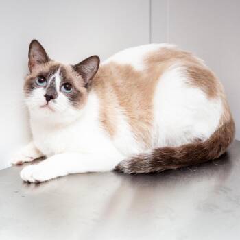 Snowshoe Cats Available for Adoption - Winner | PetCurious