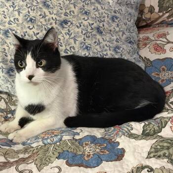 Domestic Short Hair Cats Available for Adoption in Lewisville, Texas - Cassie | PetCurious
