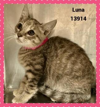 Rescue Domestic Short Hair and Tabby Cats for Adoption in Marietta, Georgia - LUNA See Also LUCA | PetCurious
