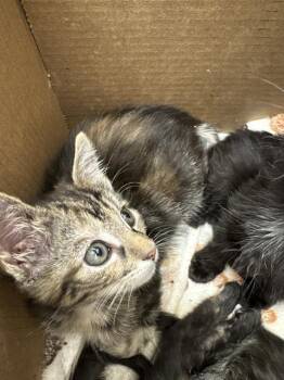 SOPHIA -  Domestic Short Hair Cat for Adoption in Las Vegas, Nevada - SOPHIA | PetCurious